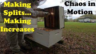 Splitting Hives and Controlled Chaos | It's How I Do