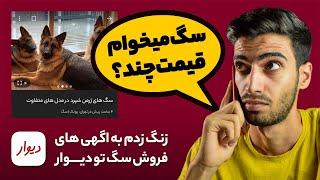 واکنش به آگهی های فروش سگ تو دیوار | راهنمای خرید سگ