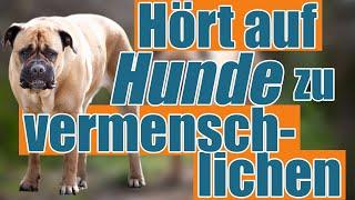 Hunde sind NICHT die besseren Menschen! - Klartext von Hundetrainer Steve Kaye