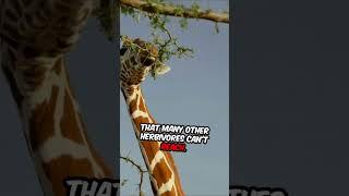 Why does a giraffe have such a long neck? #facts #animals #wildlife #giraffe #mammals