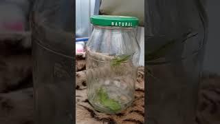 саранча