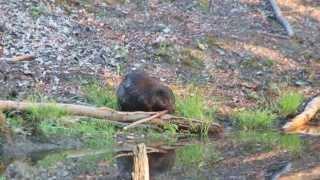 Life+ "Rur & Kall": Biber in der Eifel