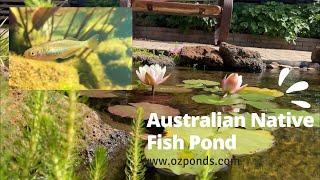 Australian Native Fish Pond| Underwater footage