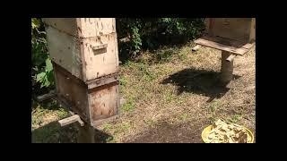 palmer   (configuración cría de reinas) #abejas  #apicultura #metodo