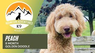 Allentown Dog Trainers | Peach, 8 Month Old Golden Doodle | MAK9 Academy