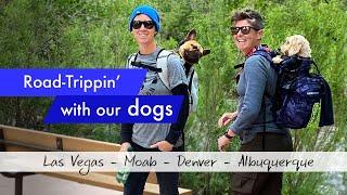 Our Dog-friendly Road Trip: Hotels, dining, and fun in Las Vegas, Moab, Denver, and Albuquerque.