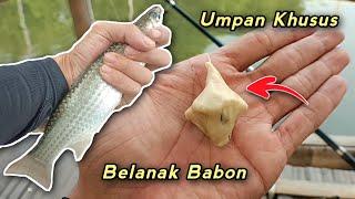 Umpan Belanak Babon | Langsung test Beneran Babon yg Makan