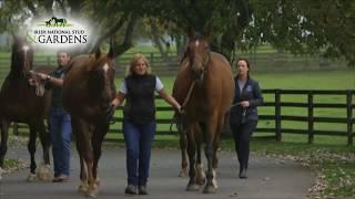 Discover the Irish National Stud & Gardens in Co. Kildare