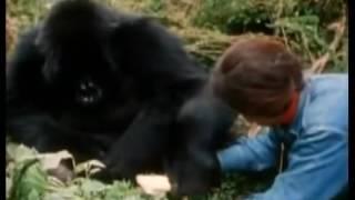 Dian Fossey clip
