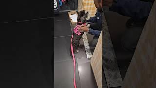 Miniature Schnauzer Gets Treats At Absolute Pets