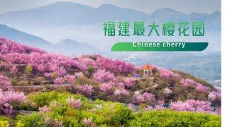 福建省内最大的樱花园，太壮观了️ China Travel spring 春天赏花