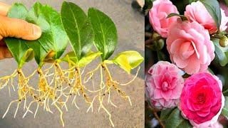 How To Grow Camellia Plant From Single Leaves