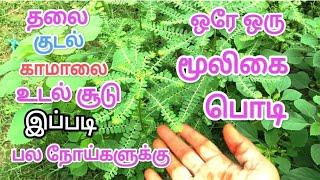 கீழாநெல்லி கீரை பொடி செய்முறை ,ஒரு அற்புத  மூலிகை செடி ஆகும்/ Keezhanelli Podi Preparation Recipe