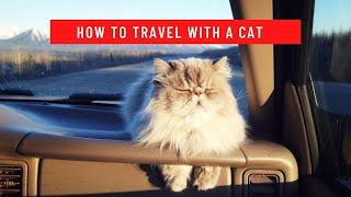 How to Travel with a Cat || How to travel with a cat long distance