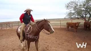 Working Ranch Horses