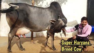 (Milk -18Litres) Pure Haryana Breed Cow in Black Colour @Bhiwani.(Owner Ankit  -8570093040).