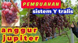 pembuahan anggur jupiter sistem Y Tralis