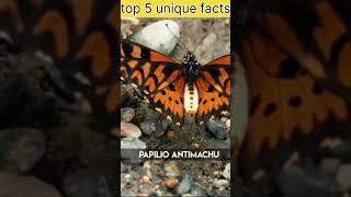 Aisi Titli Jiske Jahar se 6 Billiya Mar sakti hai  #viralvideo #amazing.  #animal #interestingfact