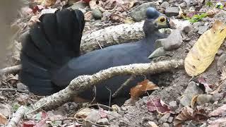 Maleo senkawor (Macrocephalon maleo) di Sanctuary Maleo Tambun