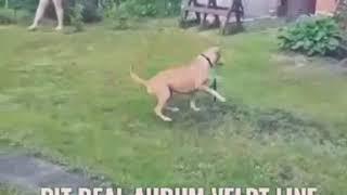 Pitbull
