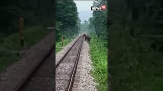 Elephant Saved After A Train Driver Noticed It Crossing Track | Latest | #Shorts | CNN News18