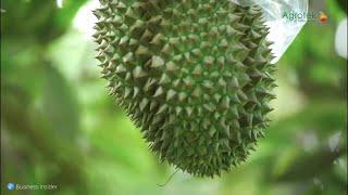 AGROTEK | MAHALNYA RAJA BUAH DI ASIA ( DURIAN )