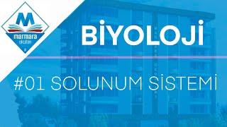 #01- Biyoloji - Solunum Sistemi (Biyoloji Öğretmeni Sibel İlhan)