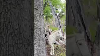 Hunting on Horseback in Patagonia!