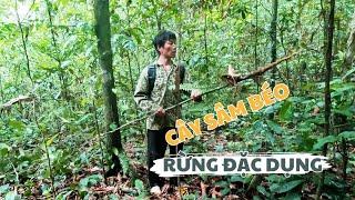 Rừng Đặc Dụng (T5) - "Lý Tử Lanh" Lang Thang Tìm Cây Sâm Rừng - Đặt Gần 100 Chiếc Bẫy!