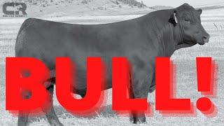  $120,000 Black Angus Bull SOLD AT AUCTION, Sitz Angus, Sitz Virtue 11710