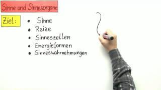 Sinnesorgane und Sinne  | Biologie | Humanbiologie