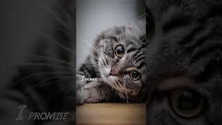 Apakah Kalian Inget Kucing Di Blender? ||Bantuin Rame Yuk!! #ITS.RAKHADYNAMIC6545