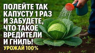 Полейте так капусту 1 раз — и забудете, что такое гниль, слизни и тля! Урожай 100%!