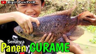 Budidaya Ikan Gurame - Panen Ikan Gurame Besar - Sigit FunTriP