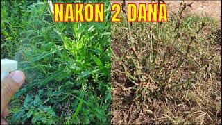 Destroy weeds in 2 days with this natural solution