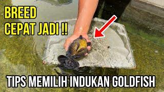 Cepat Jadi ‼ Tips Memilih Indukan Oranda Goldfish by Barosalia Farm