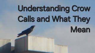 Understanding Crow Calls - Calling Crows - Crow Communication - Learn Stuff With Onen