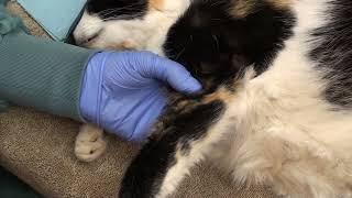 Elbow luxation reduction for veterinarians