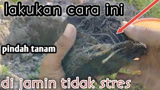 cara menanam pisang yang baik dan benar || tidak mudah stres