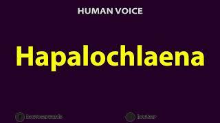 How To Pronounce Hapalochlaena