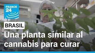 Curar con la naturaleza: una planta similar al cannabis despierta la esperanza en Brasil