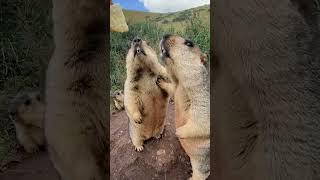 Cute wild animals bobak marmot  69