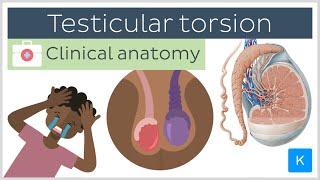 Testicular torsion: causes, symptoms, diagnosis and treatment - Clinical Anatomy | Kenhub