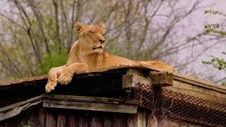 Carolina Tiger Rescue Promotional Video