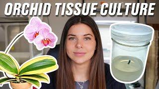 How to Tissue Culture an Orchid from Start to Finish | TC Made Easy