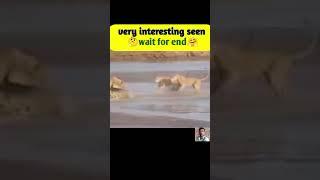 Tiger and lion  attack on animals #trending #viral #beautifullnature #viralshort #shorts