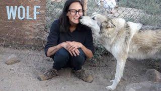 Wolf Connection | Palmdale, California