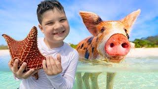 CALEB SWIMS with PIGS in the BAHAMAS! 