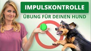 Impulskontrolle im Hundetraining: Grundlage für ein gutes Antijagdtraining