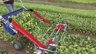 Baby Leaf Harvester • for Greens, Mesclun, Lettuces & Aromatics